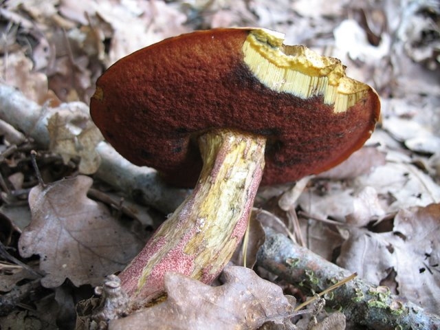 Boletus erythropus